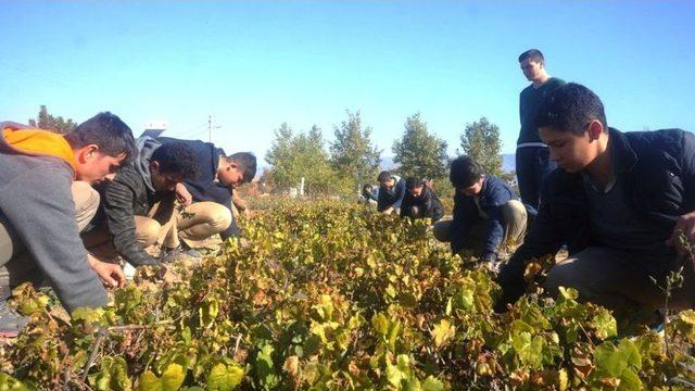 Öğrencilerin Yetiştirdiği Fideler Okullarına Gelir Olarak Dönüyor