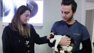 Bolu’da Kediler Kimliği Belirsiz Kişiler Tarafından Vuruldu