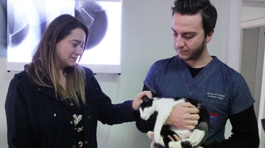 Bolu’da Kediler Kimliği Belirsiz Kişiler Tarafından Vuruldu