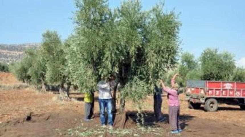 Zeytinde Erken Hasat Uyarısı