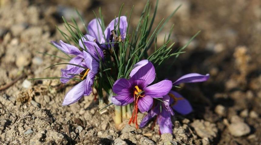 Kent Bostanları&rsquo;nda Safran Yetiştiriliyor