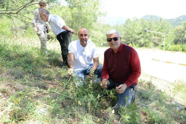 Yol &Ccedil;alışması Alanındaki Endemik Belen Bezelyesine &Ouml;zel Koruma 1