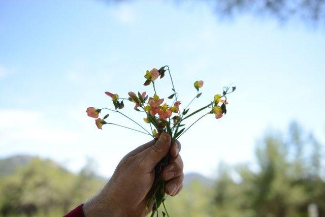 Yol &Ccedil;alışması Alanındaki Endemik Belen Bezelyesine &Ouml;zel Koruma 2