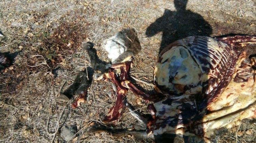 Eşekleri Kesip, Kemik Ve Başlarını Bırakıp Ka&ccedil;tılar