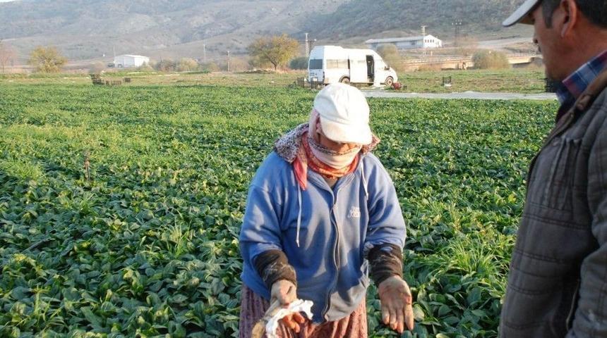 Bankaya &Ccedil;amurlu Ayakkabılarını &Ccedil;ıkarıp Giren Ruhiye Nine İha&rsquo;ya Konuştu