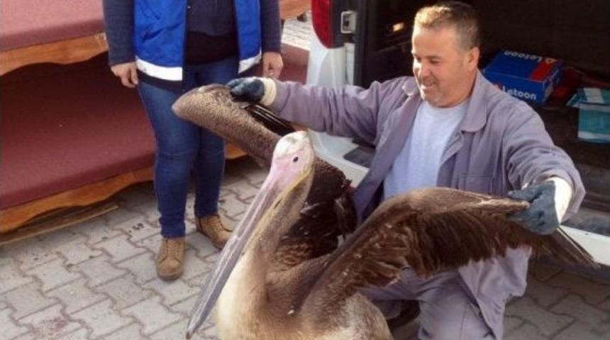 Yorgun D&uuml;şen Pelikan Emin Ellerde