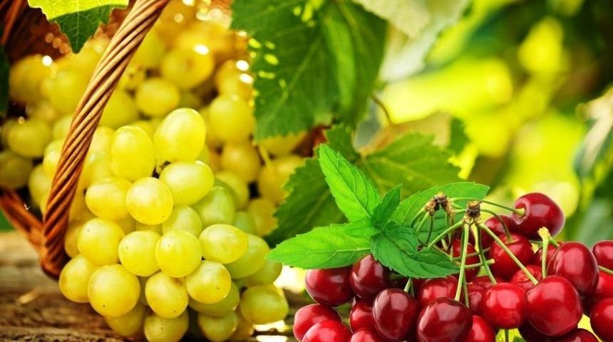 Kiraz Ve &Uuml;z&uuml;m Uzakdoğu &Uuml;lkelerine Hava Kargoyla Ulaşacak