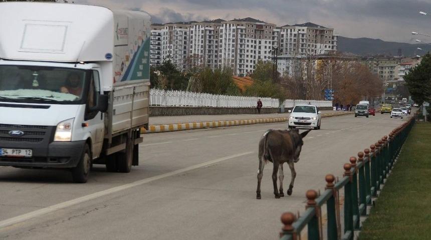 Trafikte İlerleyen Eşek S&uuml;r&uuml;c&uuml;lere Zor Anlar Yaşattı