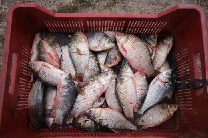 Çin Sazanı Balıkçıların Korkulu Rüyası Oldu G3