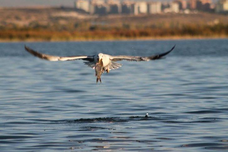 Çin Sazanı Balıkçıların Korkulu Rüyası Oldu G5