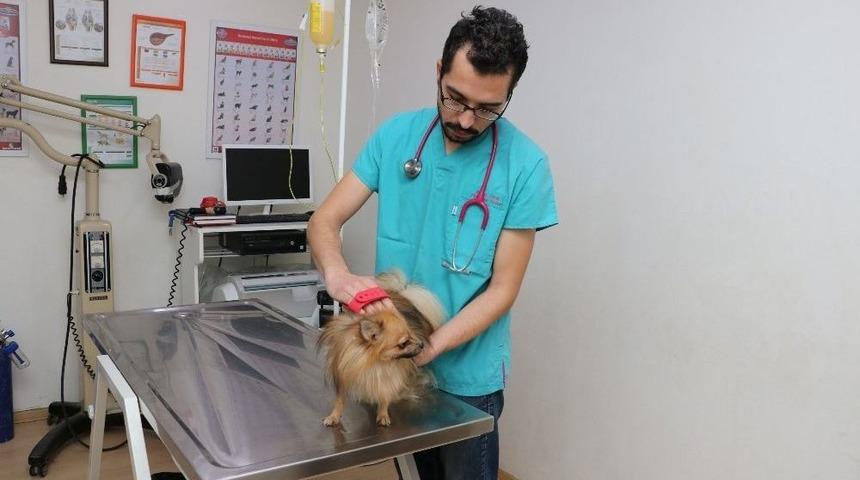 (özel Haber) Hayvanlarda Mevsime Bağlı Tüy Dökülmelerine Dikkat