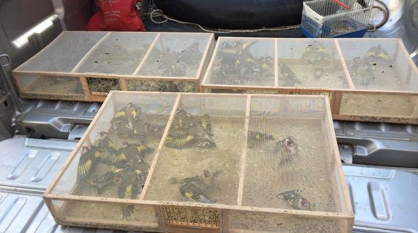 Suriyelilerin Ka&ccedil;ak Yollara Satmaya &Ccedil;alıştığı Kuşlar &Ouml;zg&uuml;rl&uuml;ğ&uuml;ne Kavuştu