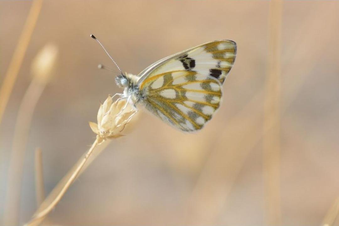 (&ouml;zel Haber) Siirtli Taksicinin &lsquo;beneklimelek&rsquo; Mutluluğu