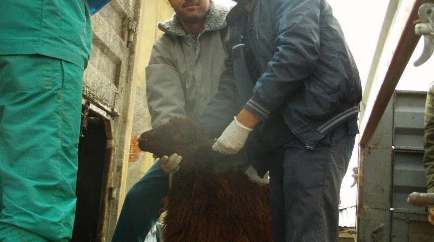 Gen&ccedil; &Ccedil;ift&ccedil;ilere Hayvan Dağıtımı