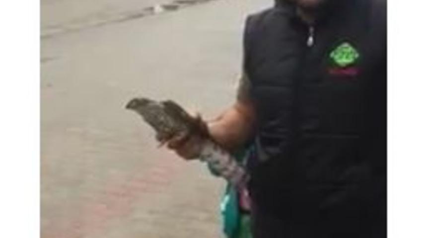 Yavru Şahine Vatandaş Şefkati