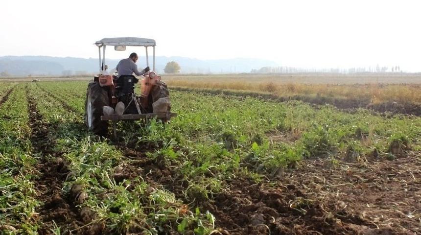 Iğdır&rsquo;da Şeker Pancarı Hasadı