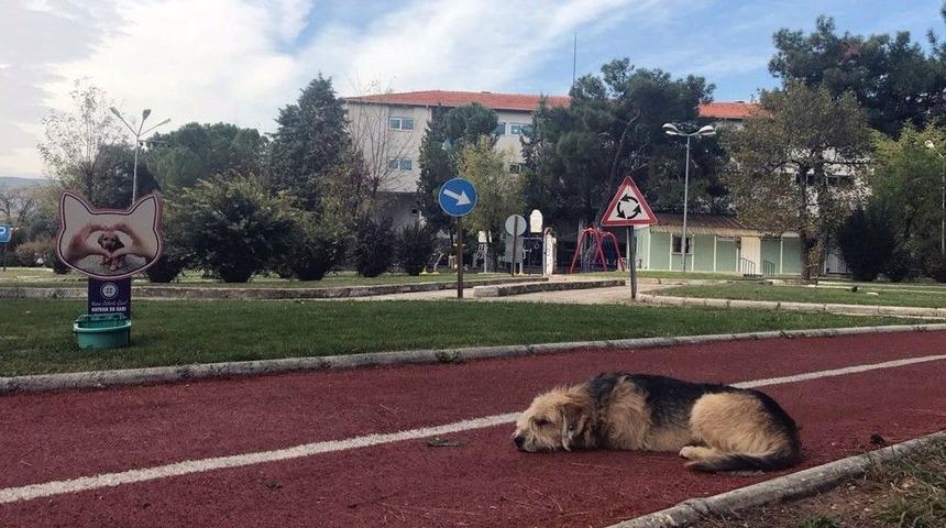 Can Dostlar İ&ccedil;in Otomatik Su Kabı