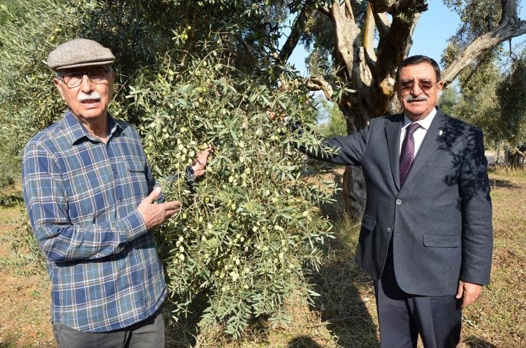 Milas&rsquo;ta Halkalı Lekeyle M&uuml;cadelede Y&uuml;zde 80 Verim