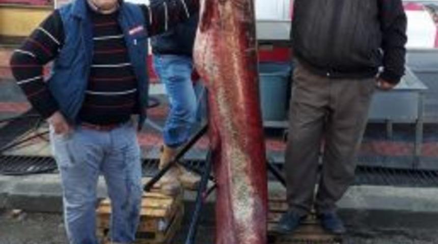 Hirfanlı Barajı’nda 60 Kiloluk Yayın Balığı Yakalandı