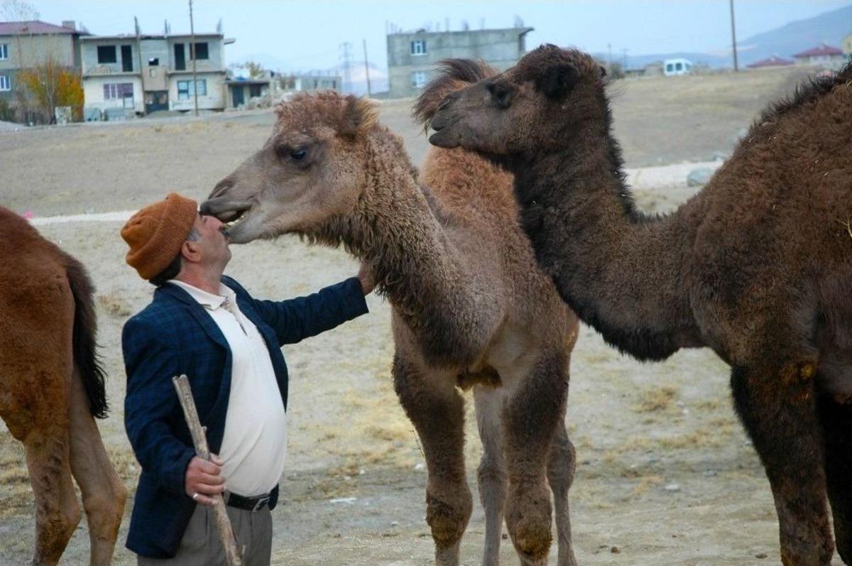 &Ccedil;ok Sevdiği Develerine Torunlarının Adını Verdi