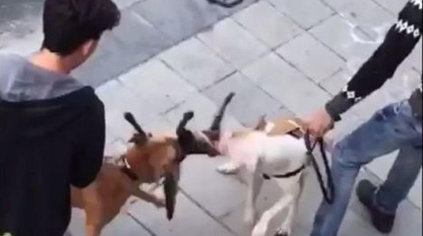 (&ouml;zel Haber) Gaziosmanpaşa&rsquo;da Yaşanan Pitbull Vahşeti Kamerada