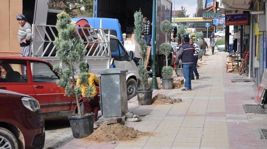 Sorgun Belediyesi 150 Adet Fidan Dikti