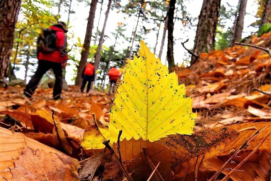 Kazdağları&rsquo;nın Sisli G&uuml;zellikleri Adeta B&uuml;y&uuml;l&uuml;yor