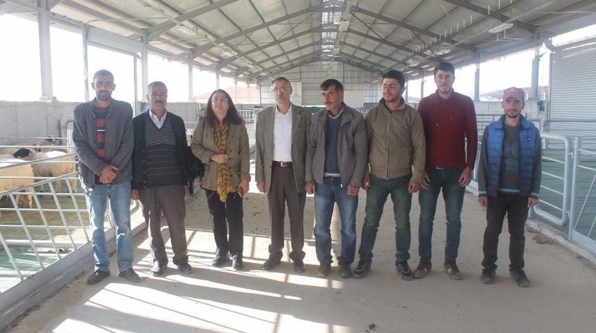 Koyunculuğu Bırakan K&ouml;yl&uuml;lere 30 Koyun Verildi