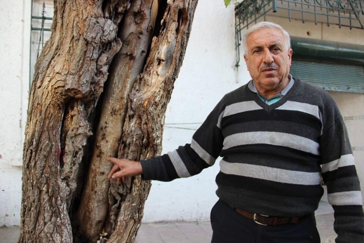 (&ouml;zel Haber) Dut Ve İncir Ağacının 20 Yıllık Aşkı