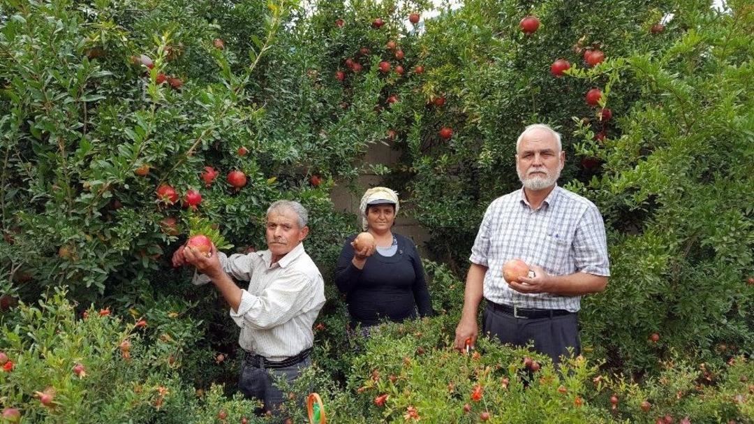 (&ouml;zel) Nar Ekşisi Yapmanın P&uuml;f Noktaları Ve Narın Sağlık Sırları