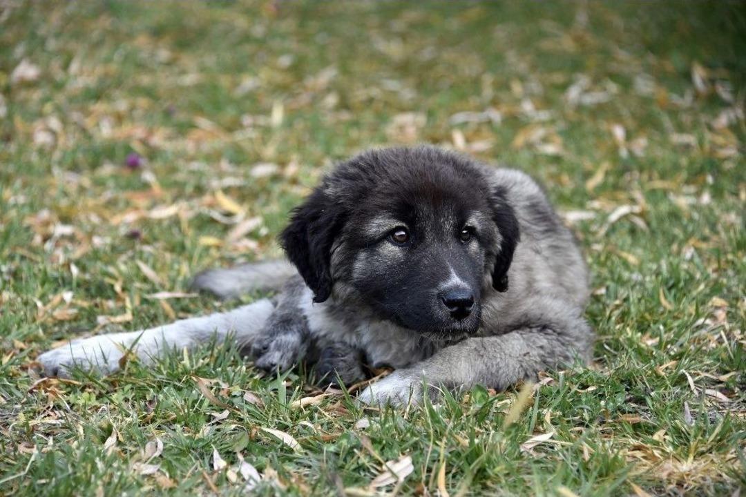 &Ccedil;&ouml;pl&uuml;kteki &rsquo;şanslı&rsquo;nın Şansı