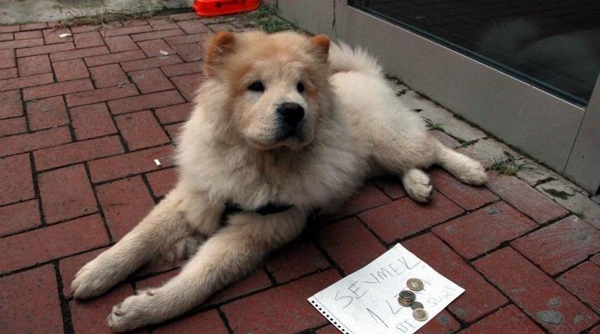 Köpeğine Mama Alabilmek İçin Bu Yönteme Başvurdu