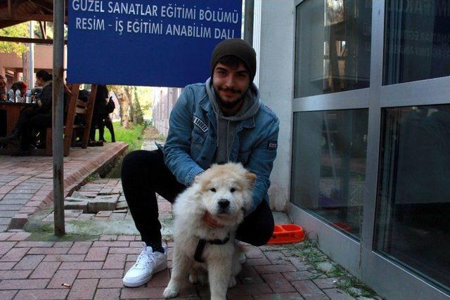 Köpeğine Mama Alabilmek İçin Bu Yönteme Başvurdu