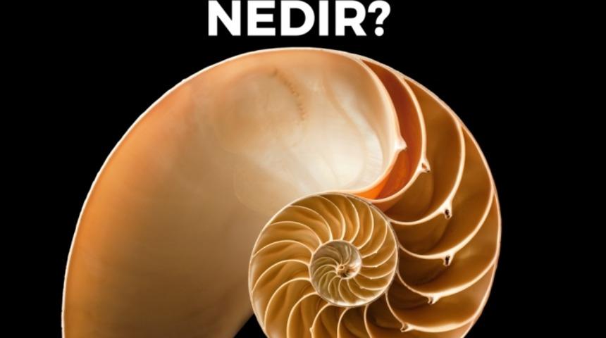 Fibonacci Dizisi, Evrenin Sırrının A&ccedil;ıklaması Gibi! 