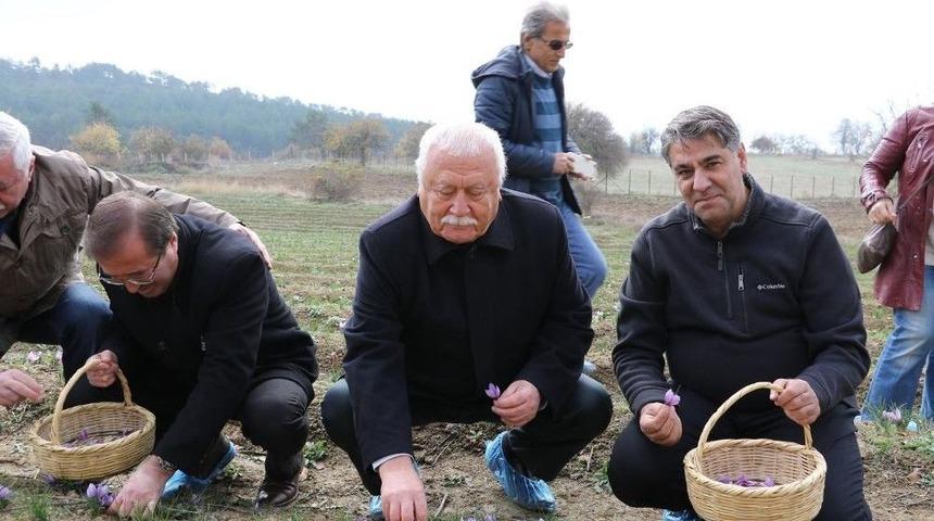 Rekt&ouml;r Polat, Safran Hasadı Yaptı