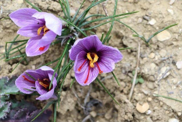 Rekt&ouml;r Polat, Safran Hasadı Yaptı 1