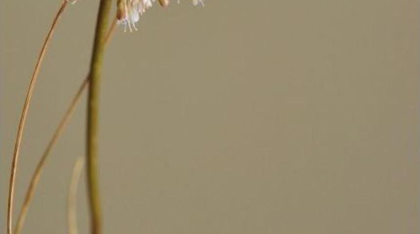 İstanbul&rsquo;da Yeni Bir Endemik Bitki T&uuml;r&uuml; Keşfedildi