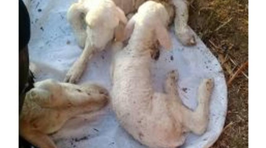 Koyunun Sezaryenle Doğumu Tıklanma Rekoru Kırıyor