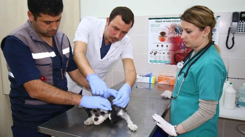 Bayraklı&rsquo;da Kuduza Ge&ccedil;it Yok