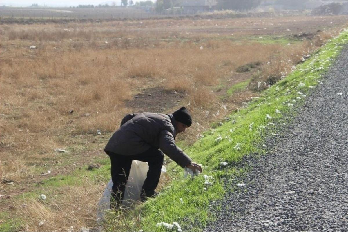 (&ouml;zel Haber) Afaracıların Pamuk İzdihamı
