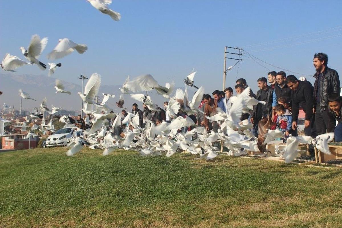 500 G&uuml;vercin Dostluk Ve Barış İ&ccedil;in U&ccedil;uruldu