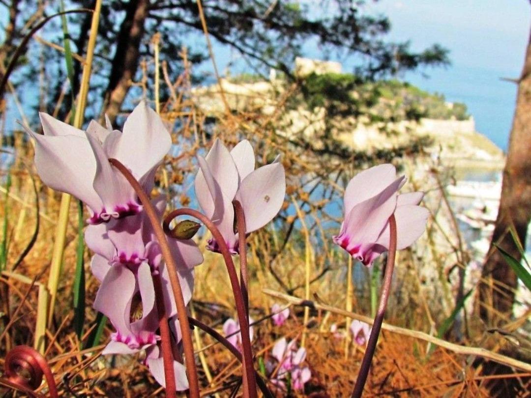 Kuşadası Sonbaharda A&ccedil;an &Ccedil;i&ccedil;ekleri İle Ayrı Bir G&uuml;zel