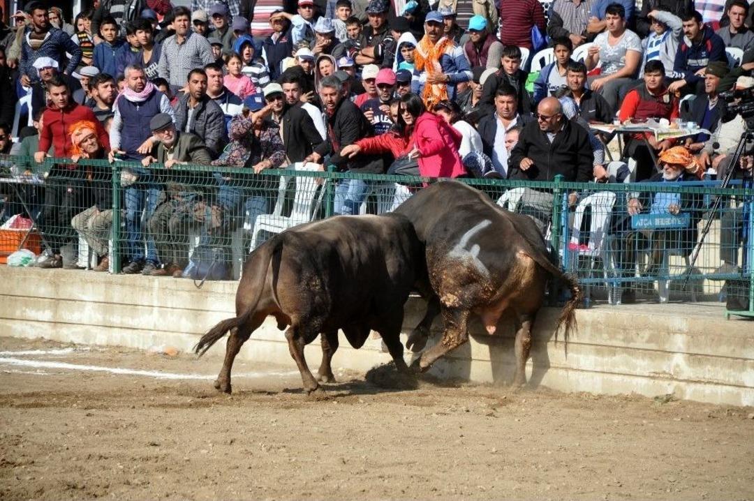 Boğa G&uuml;reşleri T&uuml;rkiye Şampiyonası Renkli G&ouml;r&uuml;nt&uuml;lere Sahne Oldu