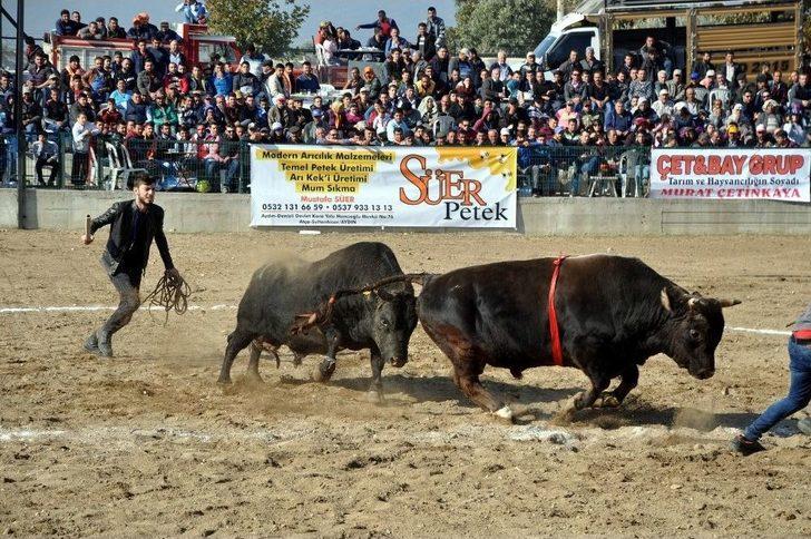 Boğa Güreşleri Türkiye Şampiyonası Renkli Görüntülere Sahne Oldu G1