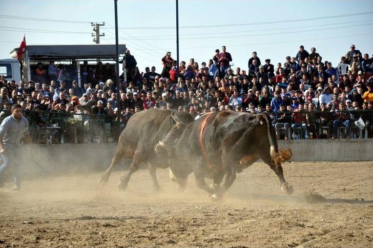 Boğa Güreşleri Türkiye Şampiyonası Renkli Görüntülere Sahne Oldu G2