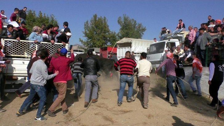 Boğa Güreşleri Türkiye Şampiyonası Renkli Görüntülere Sahne Oldu G3