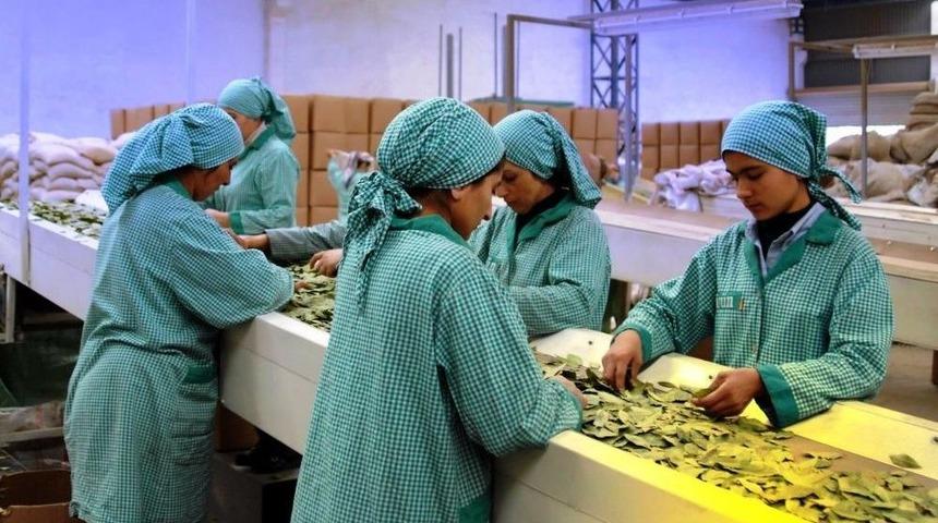 Doğanın Armağanı 128 Milyon Dolarlık İhracat