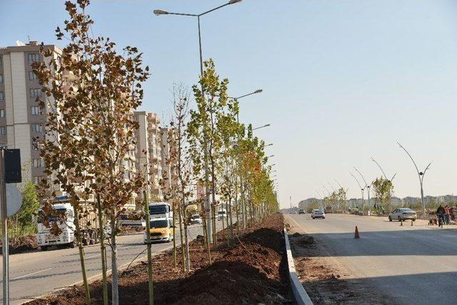 Büyükşehir, Diyarbakır’ı Ağaçlandırıyor 1