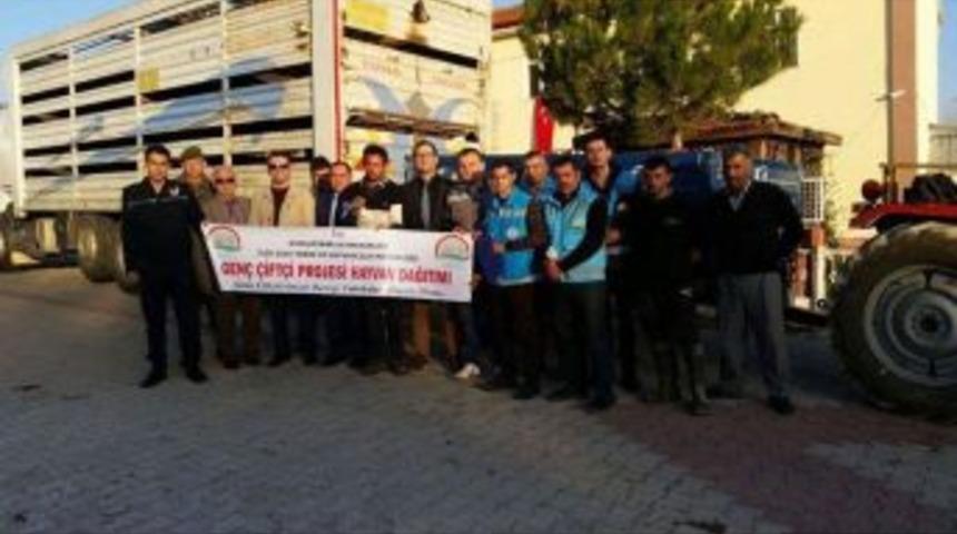 Dumlupınar&rsquo;da 37 Koyun Hibe Olarak Dağıtıldı