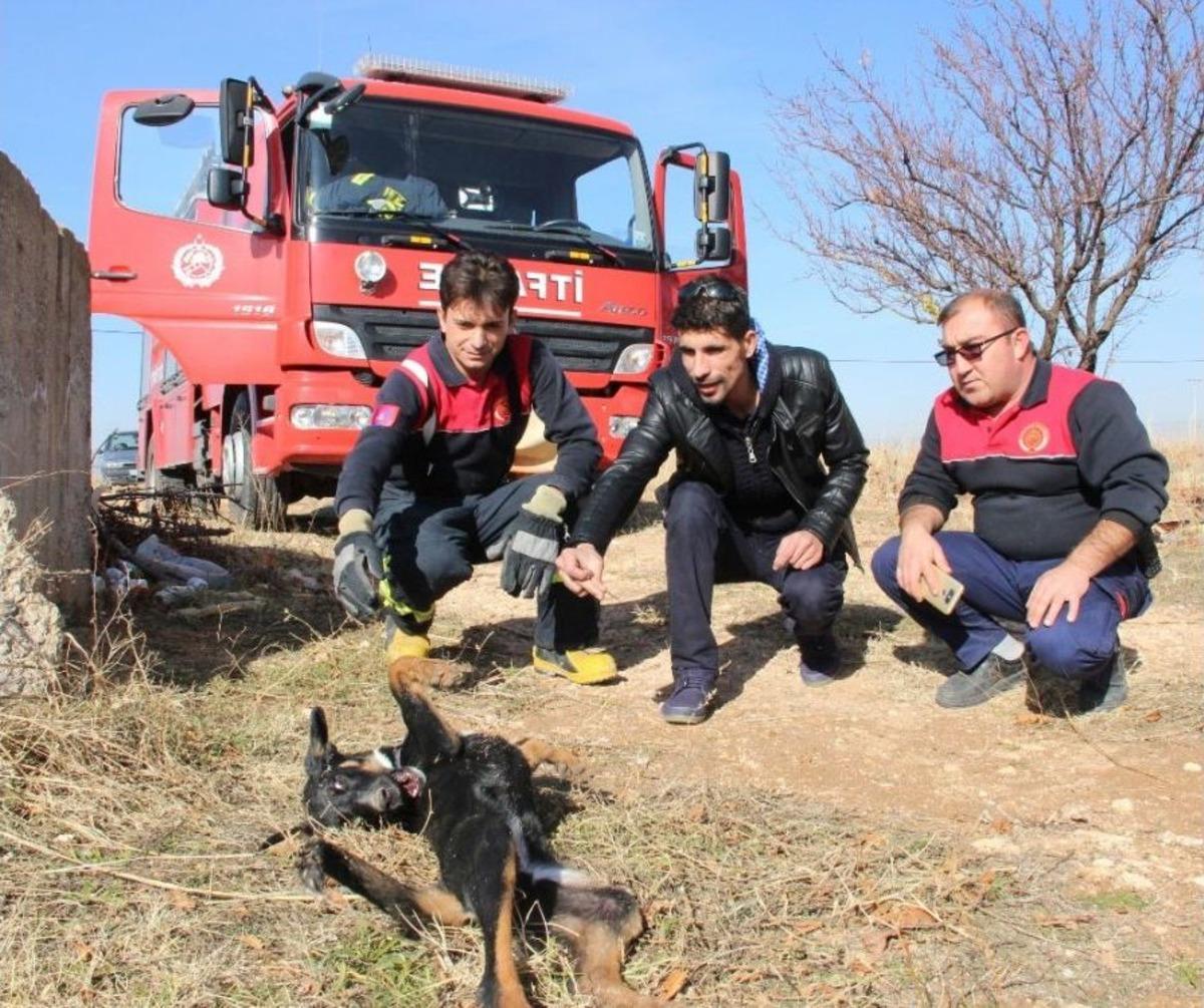(&ouml;zel Haber) Yavru K&ouml;pek Kendisini Kurtaran İtfaiye Erlerinin Elini Yalayarak Teşekk&uuml;r Etti